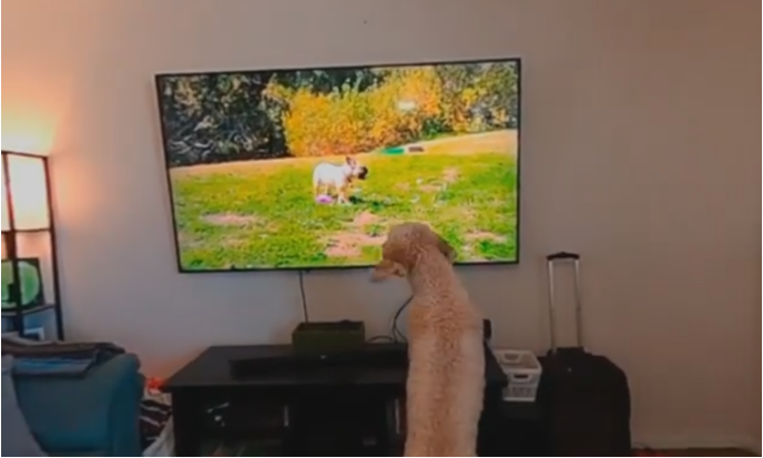excited golden doodle watching dog tv