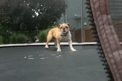 gif of energetic dog on trampoline